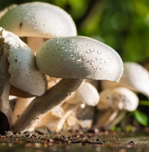 蘑菇吃瓜官网黑料爆料访问安全,深度解析网络爆料背后的真相